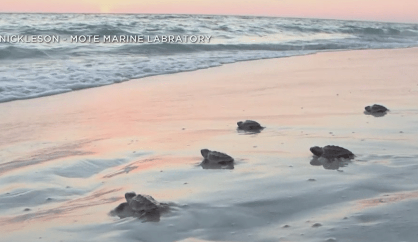 Turtles crawl to the shore. (Credit: Joe Nickleson Mote Marine Labratory)