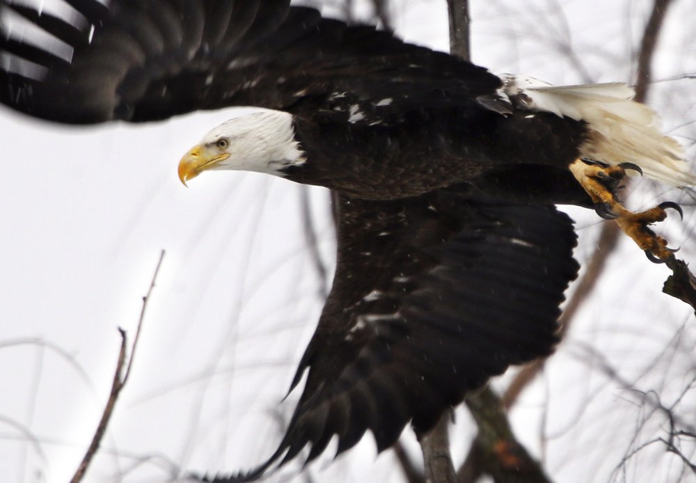 Once imperiled, America's bald eagle populations are soaring