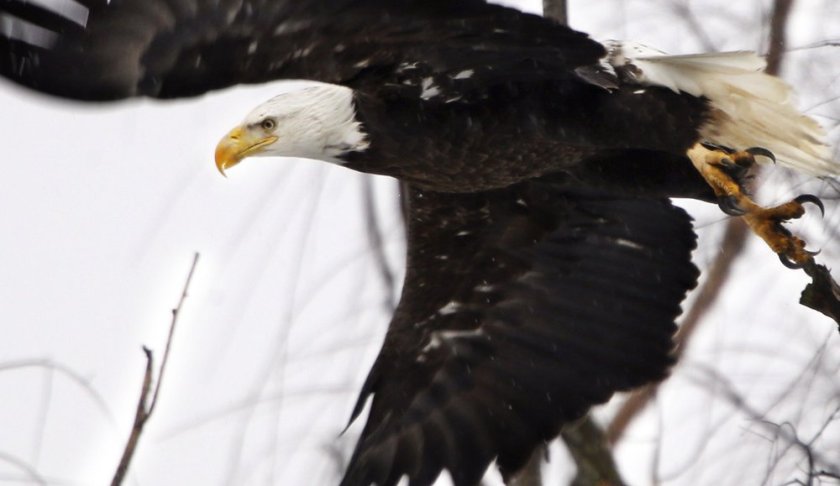 FILE - In this Feb. 1, 2016 file photo, a bald eagle takes flight at the Museum of the Shenandaoh Valley in Winchester, Va. While once-endangered bald eagles are booming again in the Chesapeake Bay, the overall trajectory of endangered species and the federal act that protects them isn't so clearcut. (Scott Mason/The Winchester Star via AP, File)