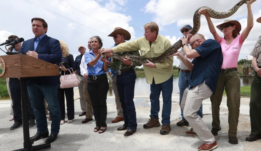 A group of people hold a 12-ft. python as Florida Gov. Ron DeSantis, left, speaks during a news conference at Everglades Holiday Park, Wednesday, Aug. 7, 2019, in Fort Lauderdale, Fla. DeSantis said the state is expanding its efforts to eradicate invasive pythons in the Everglades and is working with the federal government to get snake hunters to remote areas of Big Cypress National Preserve. (AP Photo/Wilfredo Lee)