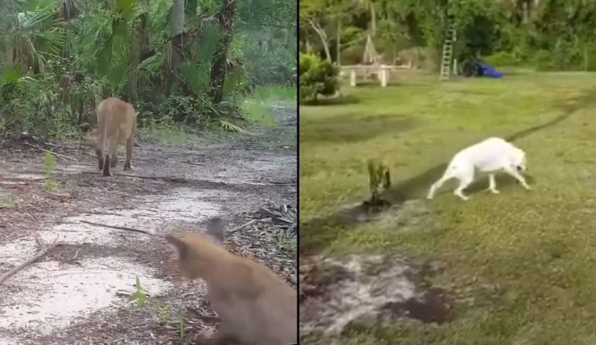 Collier dog dragging his back legs suggest connection to sick panthers. (Credit: WINK News)