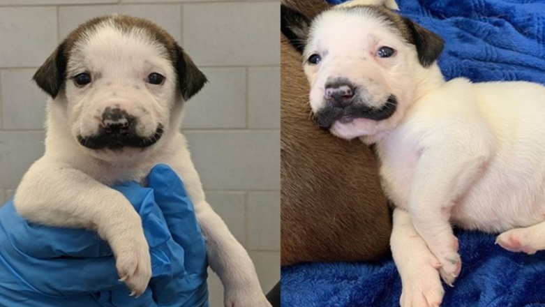 Rescue puppy born with fur mustache. (Credit: Hearts and Bones Rescue)