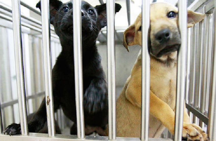 Dogs in a shelter. (Credit: CBS News)