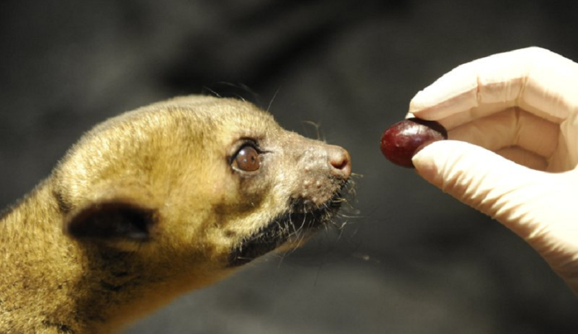 FILE - In a Tuesday, Oct. 26, 2011 file photo, a Kinkajou reaches his neck out for a grape to eat inside of the exhibit at the Chattanooga Zoo. Sixteen-year-old Jada Thurmond was playing with her aunt's 6-week-old kinkajou in September when the animal sank its teeth into her hand. She felt ill within 24 hours and was hospitalized for six days. The animal's deceptive cuteness, animal experts say, can quickly give way to sharp claws, canine teeth and nasty bites. (Jenna Walker/Chattanooga Times Free Press via AP)