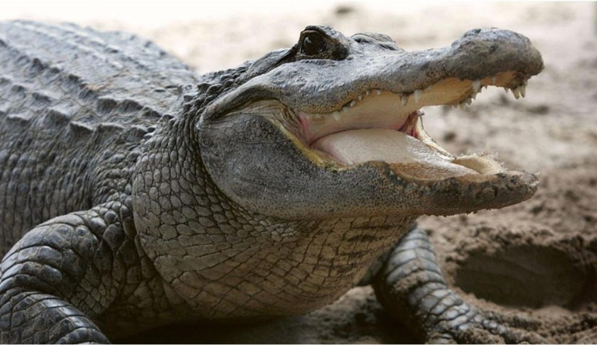Large alligator. (Credit: CBS Miami)