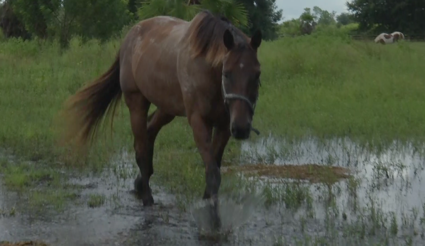 Lee County postpones wastewater treatment plant application approval due to concerns of drainage issues, as the horse shows some of the land problems while it sloshes through pasture. (Credit: WINK News)