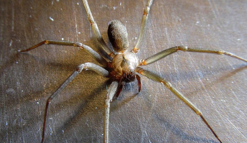 Brown recluse spider (Cropped Photo: Lisa Zins / CC BY 2.0/MGN)