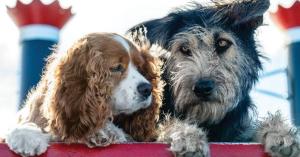 Rescue dog, Monte, on the right, to become Disney star. (Credit CBS News)