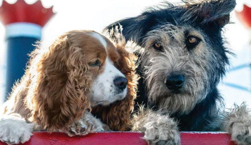 Rescue dog, Monte, on the right, to become Disney star. (Credit CBS News)