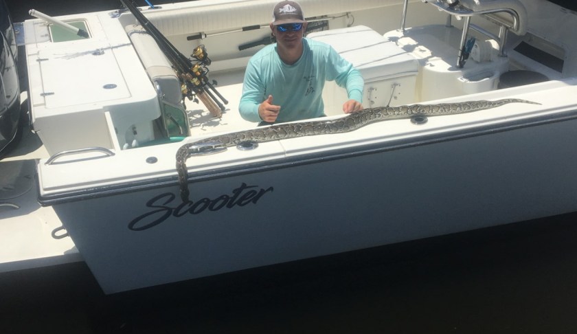 Stephen Ionnotta with the over 8-foot Burmese Python on Thursday. (Credit: Ms. B. Haven Fishing & Eco Charters)