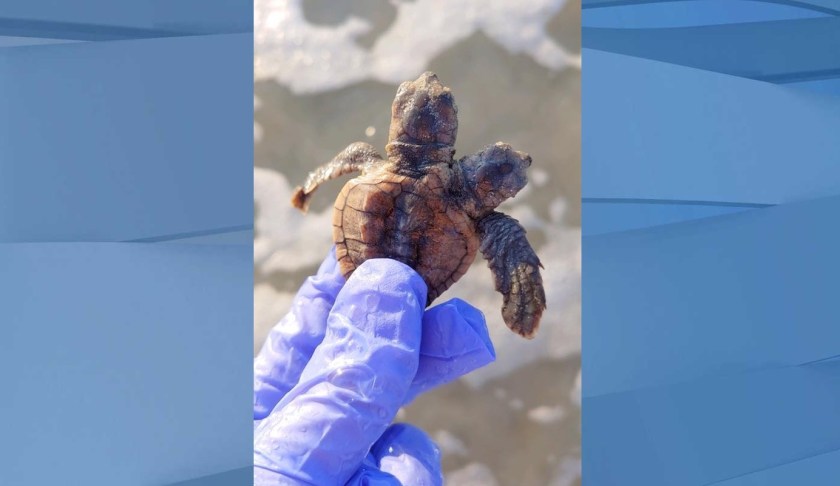 Two headed turtle. (Credit: Sea Turtle Patrol Hilton Head Island)