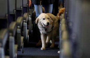 Service dog on flight