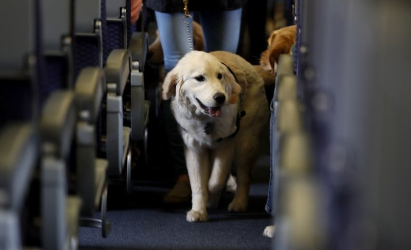 Service dog on flight