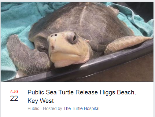 A rehabilitated sea turtle named Harry was freed near the Florida Keys by the Turtle Hospital. (Turtle Hospital Facebook event photo)
