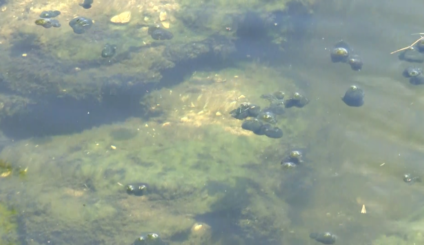 Cape Coral homeowner finds "gunk" in canal. (WINK)