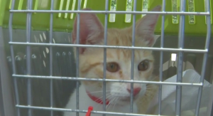 Cat in a cage from the Bahamas, soon to be adopted in Southwest Florida. (Credit: WINK News)