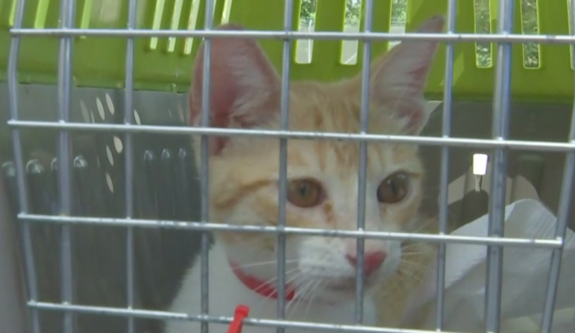 Cat in a cage from the Bahamas, soon to be adopted in Southwest Florida. (Credit: WINK News)