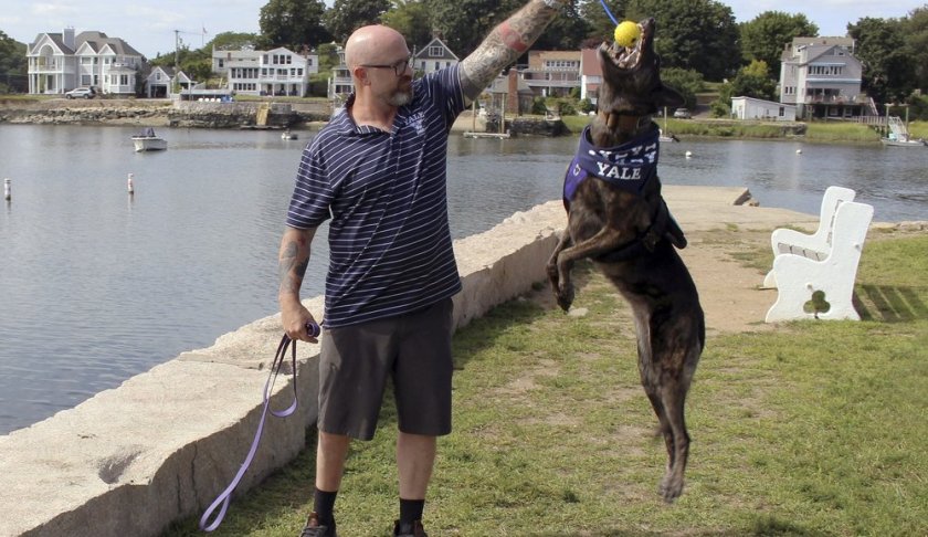 In this Tuesday, Aug. 27, 2019 photo, former U.S. Navy SEAL James Hatch plays with his service dog, Mina, near his home in Branford, Conn. The 52-year-old, who was seriously injured during a mission to find U.S. Army Sgt. Bowe Bergdahl in Afghanistan, is starting his freshman year at Yale University under a program for nontraditional students who have had their educations interrupted. (AP Photo/Pat Eaton-Robb)