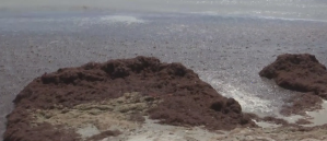 Gunk of red drift algae on Bowman Beach in Sanibel Island. (Credit: WINK News)