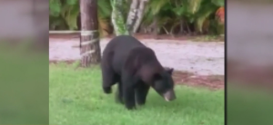 Limping bear seen struggling to roam in Golden Gate Estates. (Credit: WINK News)