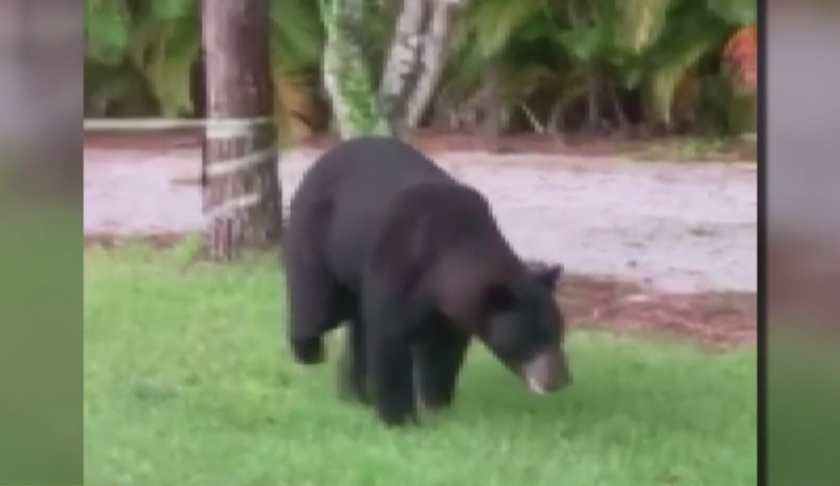 Limping bear seen struggling to roam in Golden Gate Estates. (Credit: WINK News)