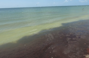 Red drift algae at Bowman's Beach in Sanibel. (Credit: WINK News)