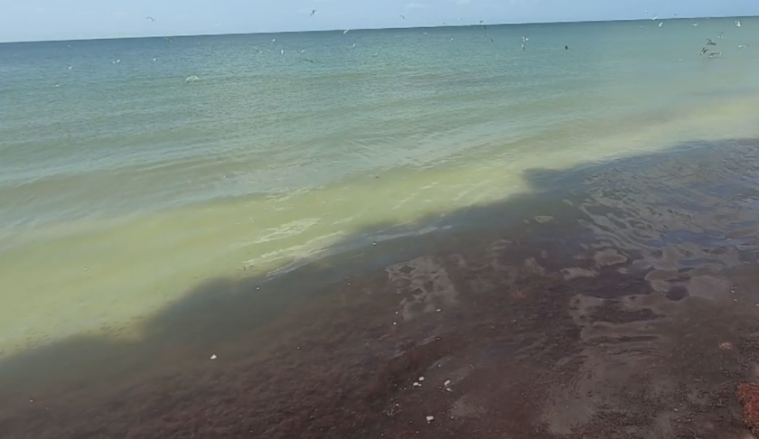 Red drift algae at Bowman's Beach in Sanibel. (Credit: WINK News)