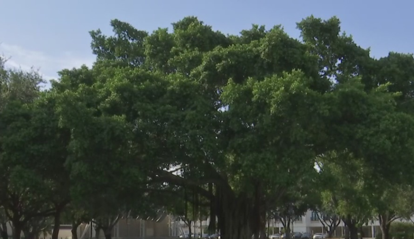 Scenic sight of a Naples tree. (Credit: WINK News)