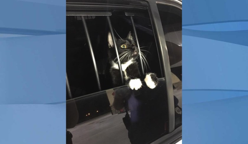 Small feline was the culprit behind the disturbing sounds that prompted the call. (Credit: Collier County Sheriff's Office)