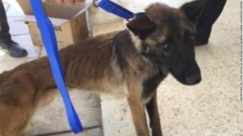 Sniffer dog Athena, who was photographed severely emaciated in 2018, less than one year after being sent from the US to Jordan. (Credit: CNN)