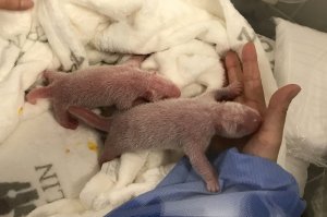 This photo provide by the Berlin Zoo on Monday, Sept. 2, 2019, shows the newborn panda twins during their first care at the zoo after they are born. Female Panda Meng Meng gave birth to two panda babies in Berlin Zoo on Saturday evening Aug. 31, 2019. (Zoo Berlin/Zoologischer Garten Berlin via AP)