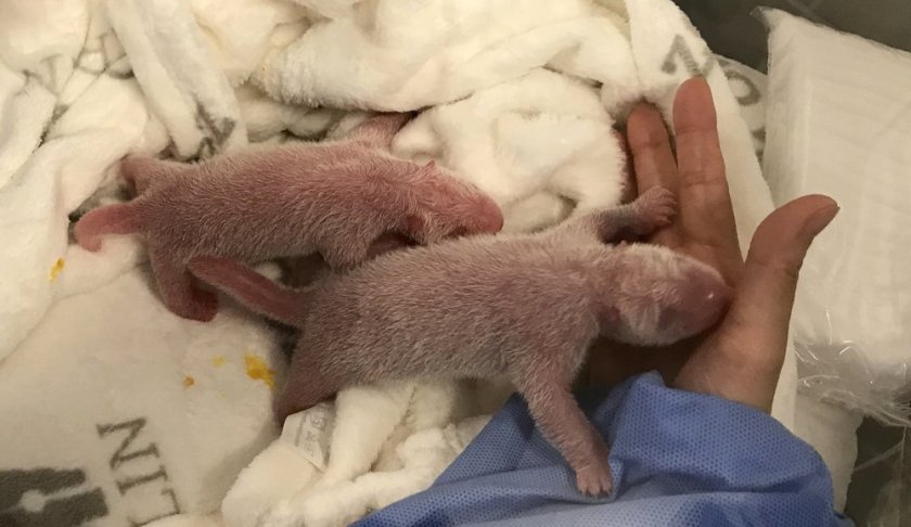 This photo provide by the Berlin Zoo on Monday, Sept. 2, 2019, shows the newborn panda twins during their first care at the zoo after they are born. Female Panda Meng Meng gave birth to two panda babies in Berlin Zoo on Saturday evening Aug. 31, 2019. (Zoo Berlin/Zoologischer Garten Berlin via AP)