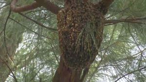 Bees in Jaycee Park (WINK News)