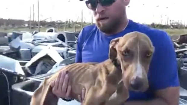 Big Dog Ranch Rescue says a drone helped them find Miracle, a dog who survived about a month pinned under an air condition after Hurricane Dorian hit. (Credit: BIG DOG RANCH RESCUE)