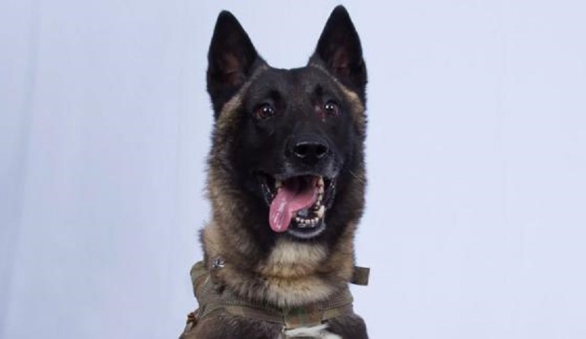Conan, the heroic dog who helped chase down ISIS leader Abu Bakr al-Baghdadi. (Credit: CNN)