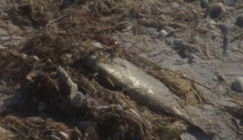 Dead fish. (Credit: WINK News)