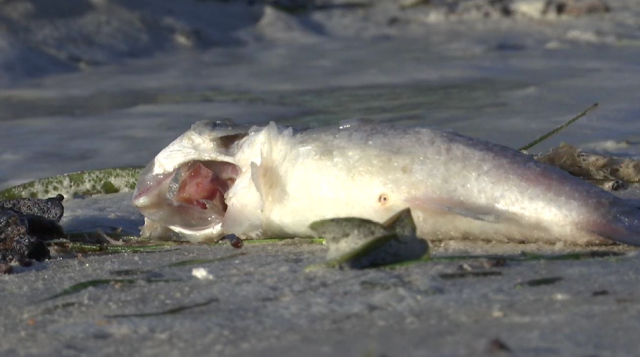 Beachgoers feeling effects of red tide along SWFL coast - WINK News