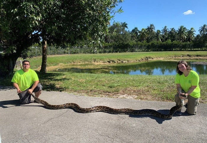 Florida trappers capture record-setting python in Everglades. (Credit: FWC)