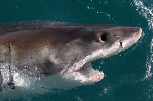 Great white shark. (Credit: CBS Miami)