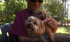 Steve Rigoni takes his two Yorkshire terriers, Veto and Vinny, with him everywhere he goes. (Credit: WINK News)