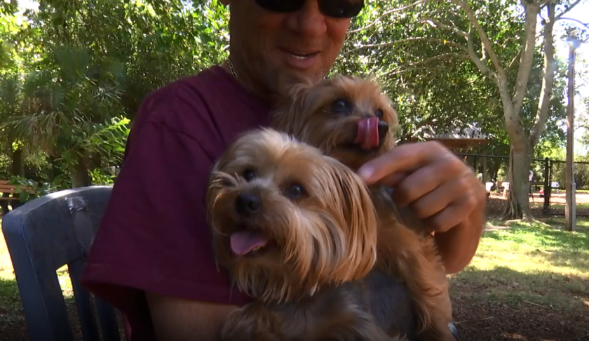 Steve Rigoni takes his two Yorkshire terriers, Veto and Vinny, with him everywhere he goes. (Credit: WINK News)