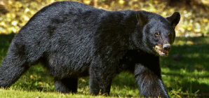 Roaming black bear. (Credit: FWS)