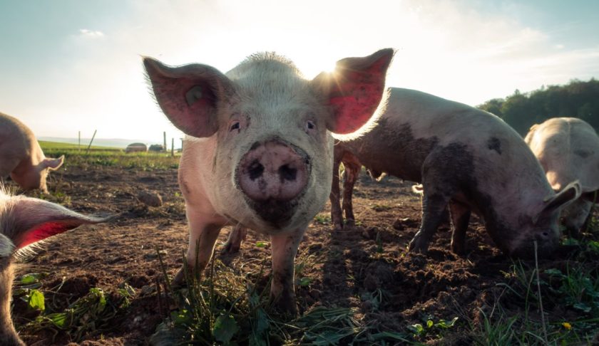 Pigs on a farm. (Credit: Pascal Debrunner/Unsplash)