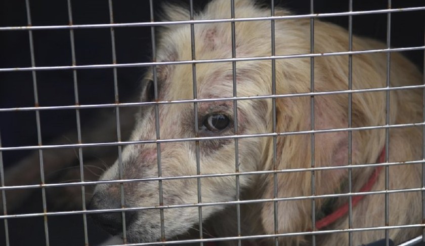 FILE - In this June 19, 2019 file photo, a dog taken from a property in Klingerstown, Pa., looks out from its cage during an animal cruelty investigation. Congress has passed a bill making certain types of animal cruelty a federal felony. (Jacqueline Dormer/Republican-Herald via AP)