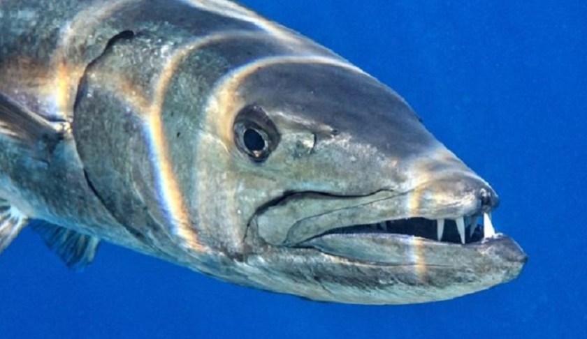 Barracuda is among the fish that has made people sick with the harmful toxin. (Credit: World Health Organization)