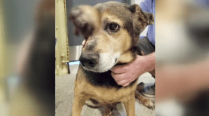 Callie, a dog who doctors said was abandoned and left to suffer in terrible pain. (Credit: WINK News)