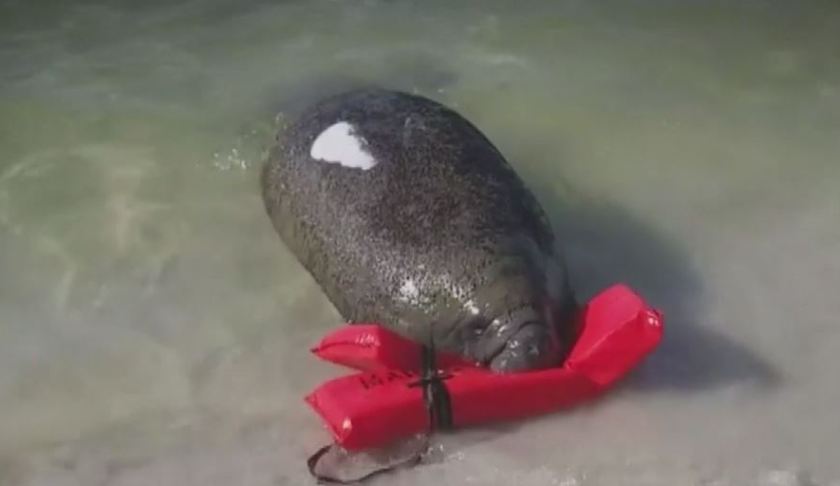 FILE: Manatee that died Tuesday, Nov. 26, 2019. (Credit: WINK News/FILE)