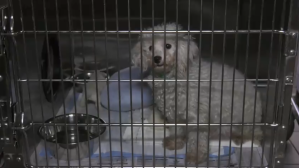 One of the dogs rescued from the Tampa breeding facility. (Credit: Hillsborough County Sheriff's Office)