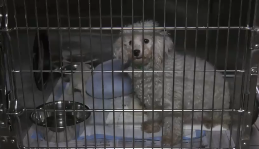 One of the dogs rescued from the Tampa breeding facility. (Credit: Hillsborough County Sheriff's Office)