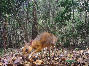 A camera trap photo of a silver-backed chevrotain, a deer-like creature that was thought lost to science but has been discovered living in the wild in Vietnam. (Credit: Southern Institute of Ecology/Global Wildlife Consesrvation/Leibniz Institute/NCNP)